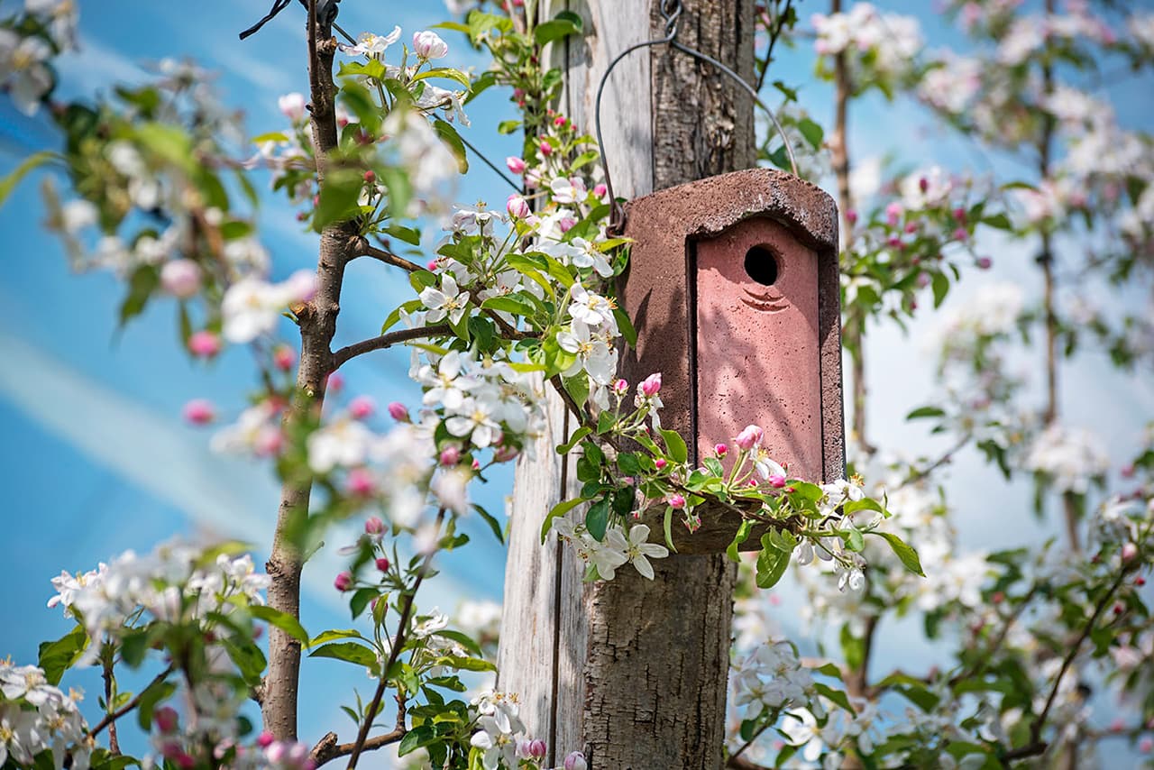 Vergers alliance Perlim-Meylim, maison à oiseaux