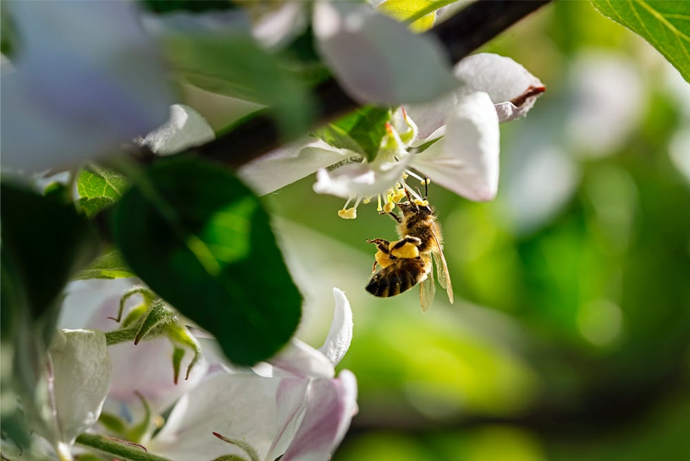 Abeille dans les vergers alliance Perlim-Meylim