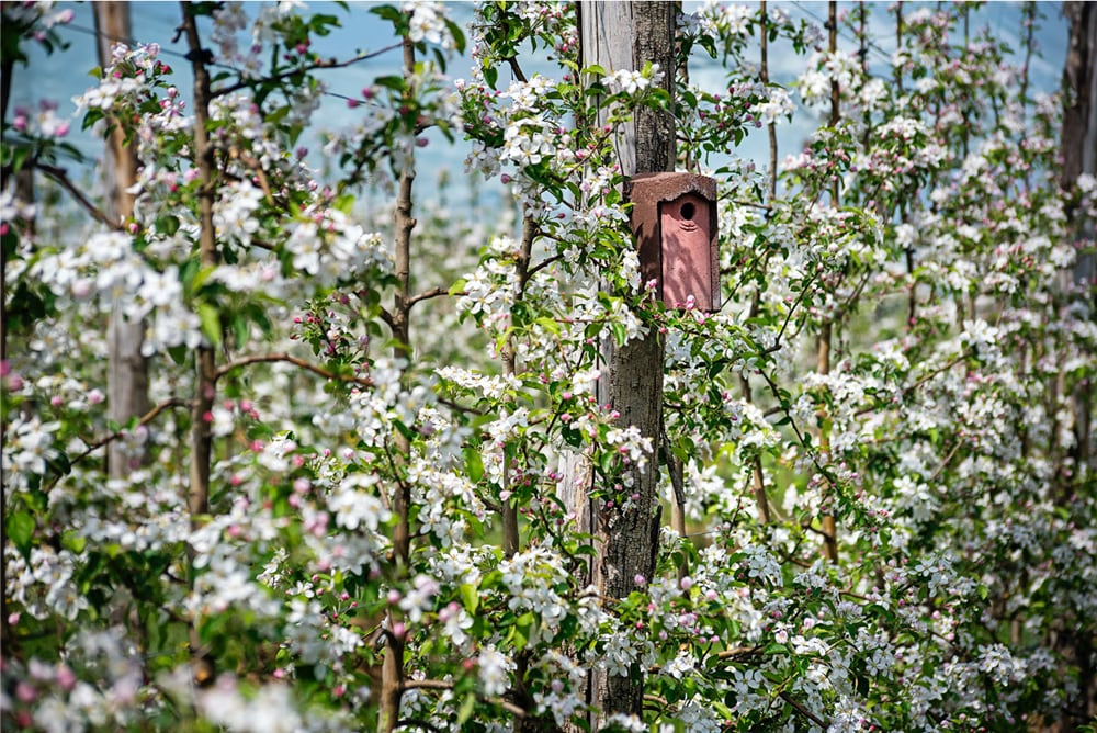 Vergers en fleur de l'alliance Perlim-Meylim, maison à oiseaux